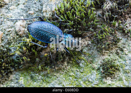 Männliche Boden Käfer-Carabus intricatus Stockfoto