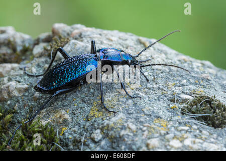 Männliche Boden Käfer-Carabus intricatus Stockfoto