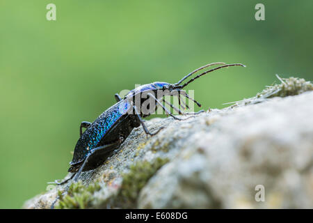 Männliche Boden Käfer-Carabus intricatus Stockfoto