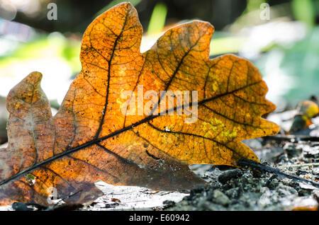 Closeup, getrocknete Eichenblatt Stockfoto