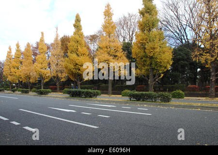 Ginkgo-Bäume im Herbst in Tokyo, Japan Stockfoto