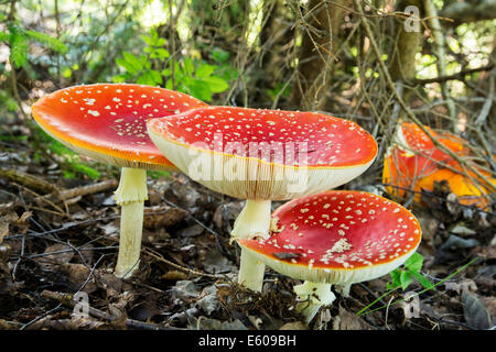 Eine psychoaktive und giftigen Pilz, der Amanita Muscaria, allgemein bekannt als der Fliegenpilz oder Fly Amanita. Stockfoto