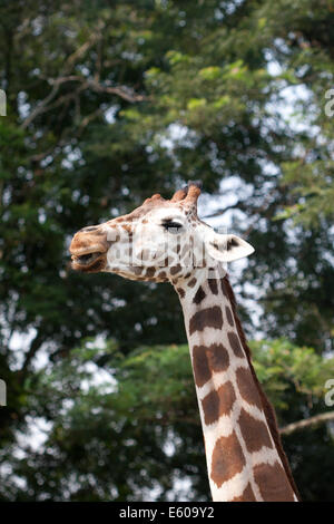 Giraffe Stockfoto