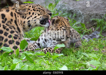 Amur-Leopard und ihr drei Monate altes Jungtier Stockfoto