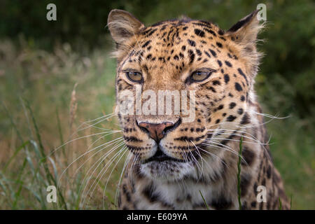 Amur-Leopard Stockfoto