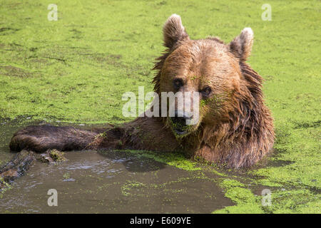 Europäischer Braunbär Stockfoto