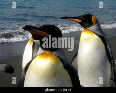 Königspinguin (Aptenodytes Patagonicus) Kolonie an der Küste von Süd-Georgien-Inseln, Antarktis Stockfoto