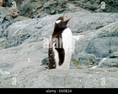 Gentoo Penguin (Pygoscelis Papua) am Palmer Station auf der antarktischen Halbinsel. Stockfoto