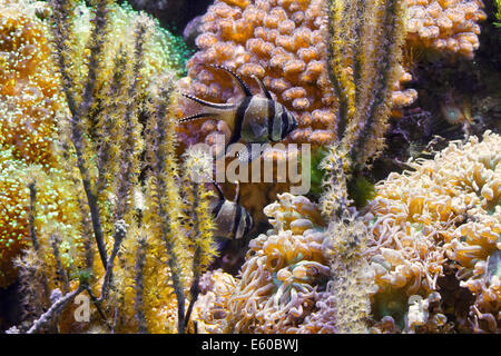 tropisches Aquarium mit Pterapogon Kauderni Fisch und Schwämme Stockfoto