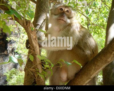 Ein braun Makaken Affe sitzt in einem Baum am Railay Beach, Thailand Stockfoto