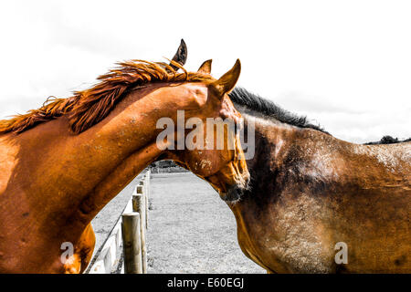 Wilde Pferde, zwei Pferde, Bindung zwischen zwei Pferde, Pferd Begleiter, Pferd-Profil, schöne Pferde, Pferd Liebe Stockfoto