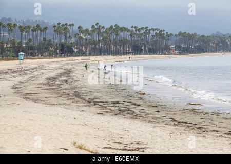 USA, California, Santa Barbara, California Fan Palmen am Strand Stockfoto