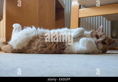 Devon, England. August 2014. Ein Britisch Kurzhaar Creme und Weiß reife männliche Katze rollt herum auf den Boden. Stockfoto
