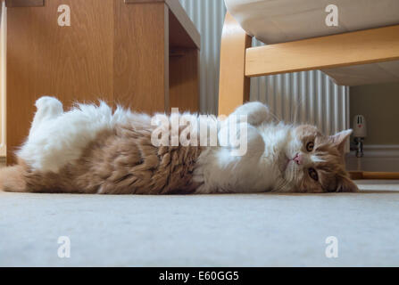 Devon, England. August 2014. Ein Britisch Kurzhaar Creme und Weiß reife männliche Katze rollt herum auf den Boden. Stockfoto