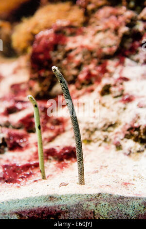 Salzwasserfische entdeckt Garten Aale - Heteroconger hassi Stockfoto