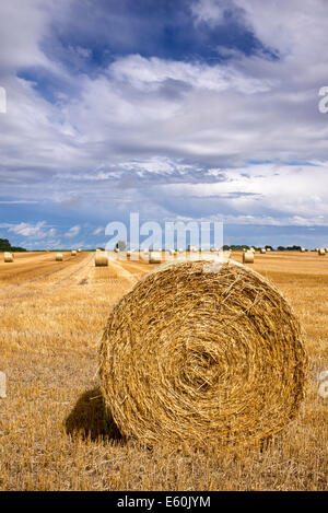 Strohballen auf einem Feld bei der Ernte in der englischen Landschaft Stockfoto