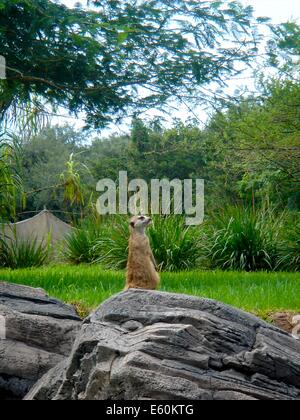 Ein Meercat sitzt auf einem Felsen in der afrikanischen Savanne-Sektion von Disneys Animal Kingdom Theme Park in Orlando, Florida, USA Stockfoto