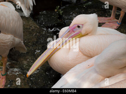 Rosa Pelikan Vogel Closeup im Wasser Stockfoto