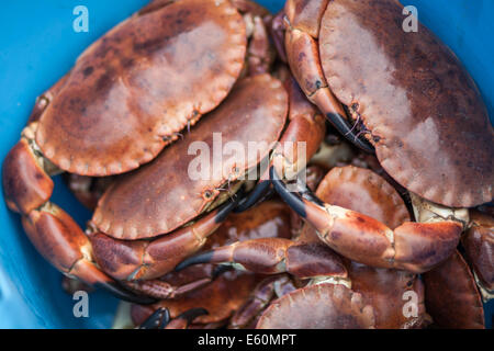 Fangfrischen Krabben Stockfoto