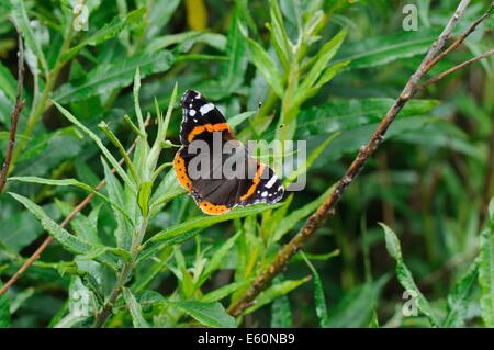 Ein roter Admiral Schmetterling (Vanessa atalanta), offen geflügelt auf Vegetation, South Uist, Outer Hebrides, Schottland Stockfoto