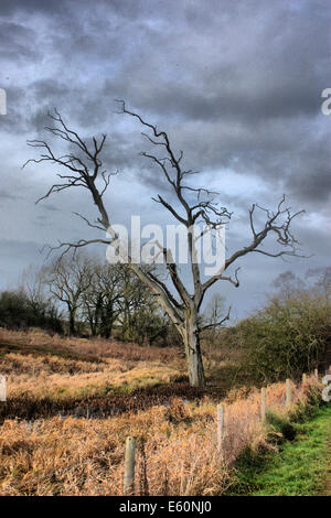 toter Baum Silhouette gegen einen dunklen grauen Stimmungsvoller Himmel Stockfoto