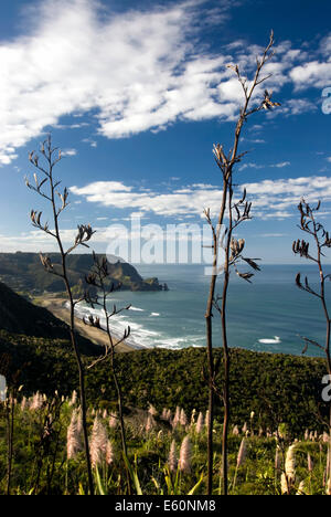 Ansicht von Piha Beach durch Flachs Büsche, Westküste, Nordinsel, Neuseeland Stockfoto