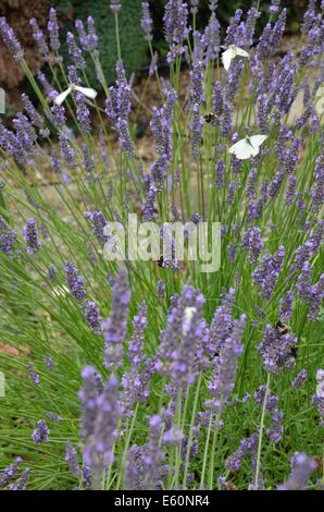 Große weiße Schmetterlinge auf Lavendel Blumen Stockfoto