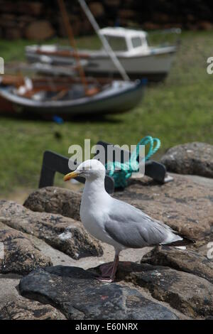 Silbermöwe auf Hafenmauer Stockfoto