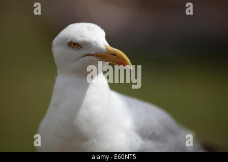 Silbermöwe auf der Hafenmauer Stockfoto