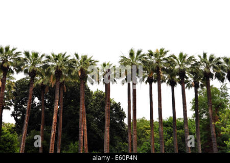 Reihe von Palmen und tropischer Vegetation Silhouette auf weißem Hintergrund. Stockfoto