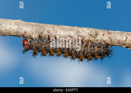 Buck Moth (Hemileuca Maia) Raupe (Larve) Stockfoto