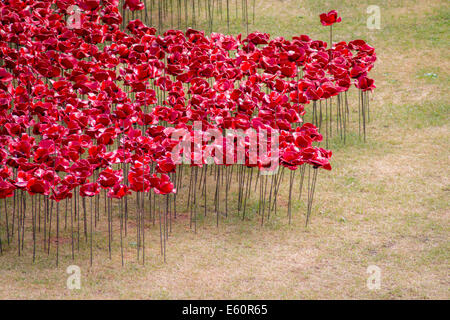 Nahaufnahme von der Mohn Stockfoto
