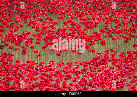 Nahaufnahme von der Mohn Stockfoto