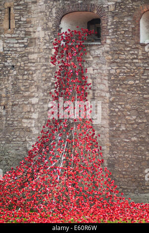 Mohnblumen, die aus dem „weinenden Fenster“ im Tower of strömen Londons Außenmauer Stockfoto