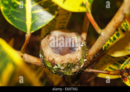 zwei Baby Rufous-tailed Kolibri im Nest, 5 Tage alt, Costa Rica Stockfoto