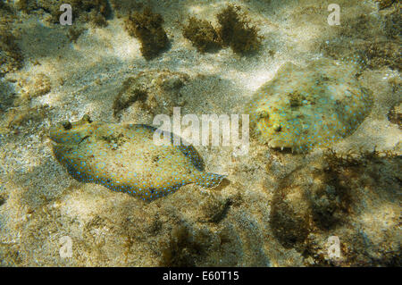 einige Pfau Flunder Fische auf dem Meeresgrund, Karibik Stockfoto