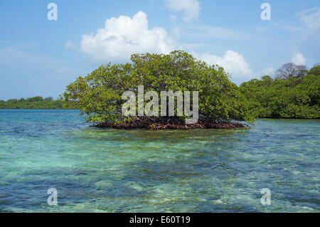 Insel der Mangroven-Baum in der Karibik, Archipel von Bocas del Toro, Panama, Mittelamerika Stockfoto