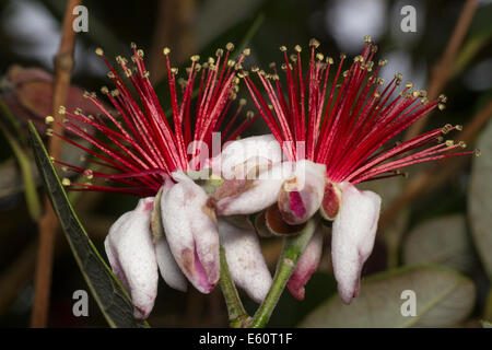 Essbare Blumen von der Ananas Guave, Acca sellowiana Stockfoto