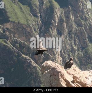 Andenkondor Verbreitung Flügel an den Colca Canyon in der Nähe von Arequipa, Peru Stockfoto