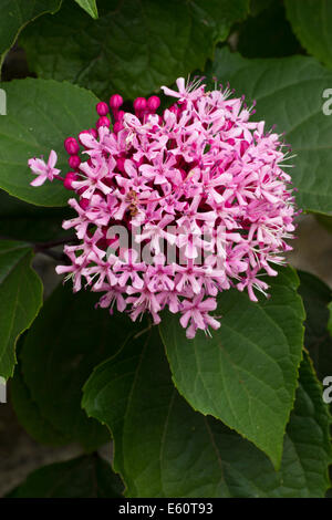 Blüte der späten Sommer blühenden Laubbäumen wuchernde Strauch, Clerodendrum bungei Stockfoto