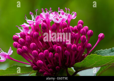 Teilweise geöffneten Blüte der Laubbäume wuchernde Strauch, Clerodendrum bungei Stockfoto