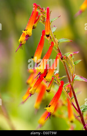 Seitenansicht eines blühenden Zweig der Cuphea cyanea Stockfoto