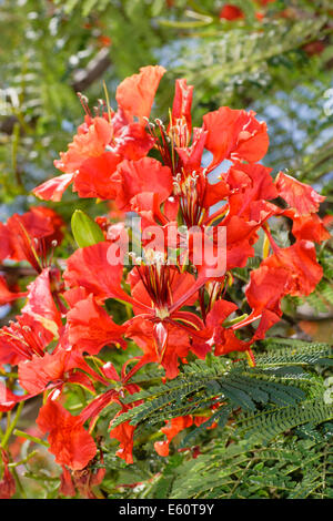 Nahaufnahme der Blüten des Baumes subtropischen Flamme, Delonix regia Stockfoto