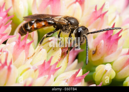 Männlichen Schweiß Biene, Früchte Calceatum, Fütterung auf Sedum Blumen Stockfoto