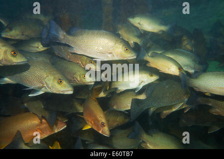 grauer Schnapper Fischschwarm mit paar Hund Snapper unter einem Dock von Cayo Korallen in Bocas del Toro, Panama, Karibik Stockfoto