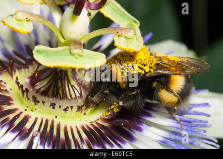 Pollen bedeckt Garten Hummel, Bombus Hortorum, Fütterung auf die winterharte Passionsblume, Passiflora caerulea Stockfoto