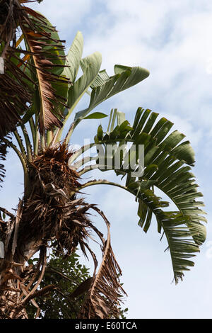 Wind teilen Laub der riesigen Paradiesvogelblume Pflanze Strelitzia nicolai Stockfoto