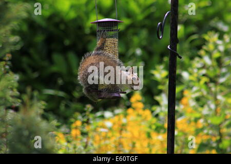 Graue Eichhörnchen am Futterhäuschen Stockfoto