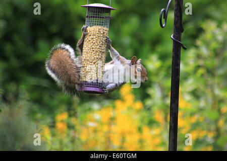 Graue Eichhörnchen am Futterhäuschen Stockfoto