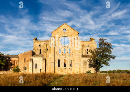 San Galgano dachlose Zisterzienser-Abtei in der Nähe von Chiusdino in der Toskana am Morgen. Stockfoto